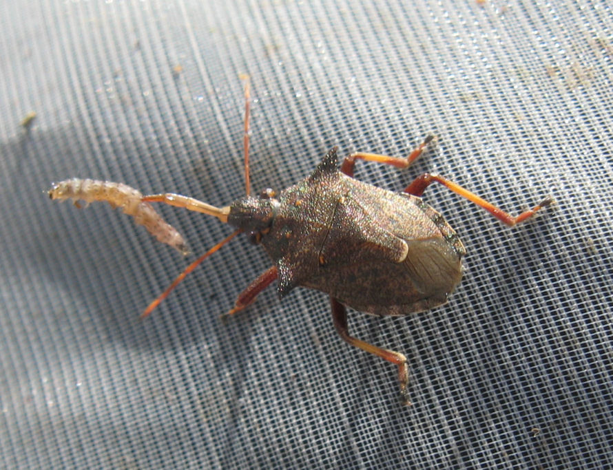 Pentatomidae: Picromerus bidens di Piastorba (SO)